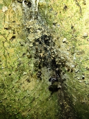 Araneoidea
