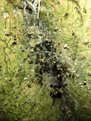 Araneoidea