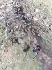 Araneoidea