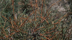 Ephedra distachya