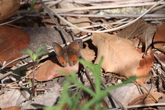 Cissia rubricata cheneyorum