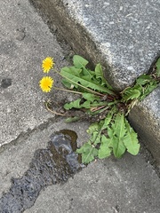 Taraxacum officinale