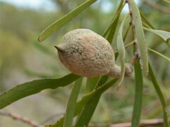 Hakea arborescens