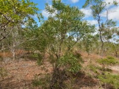 Hakea arborescens