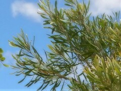 Hakea arborescens