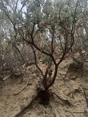 Arctostaphylos pringlei