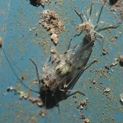 Psocus leidyi