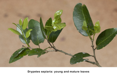 Drypetes sepiaria