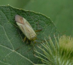 Adelphocoris quadripunctatus