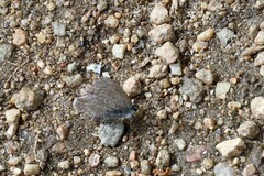 Celastrina echo sidara