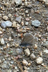 Celastrina echo sidara