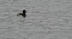 Aythya fuligula