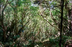 Melicytus ramiflorus