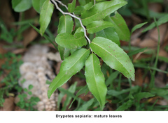 Drypetes sepiaria
