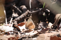 Cissia rubricata cheneyorum