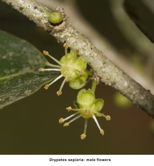 Drypetes sepiaria