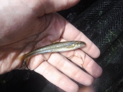 Phenacobius catostomus