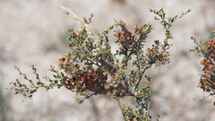 Atraphaxis