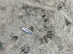 Crocodylus acutus