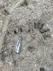 Crocodylus acutus