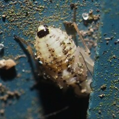 Psocus leidyi