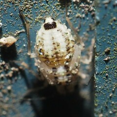Psocus leidyi