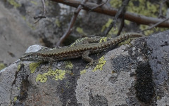 Podarcis muralis