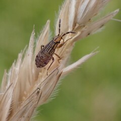 Peritrechus geniculatus