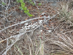 Crocodylus acutus