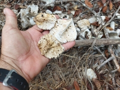 Crocodylus acutus
