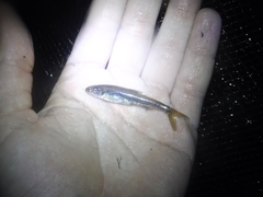 Macrhybopsis etnieri