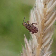 Peritrechus geniculatus