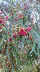 Eucalyptus caesia