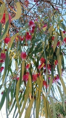 Eucalyptus caesia