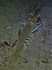 Penaeus latisulcatus