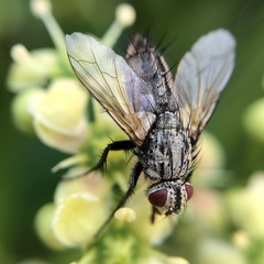 Zeuxia cinerea
