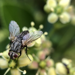 Zeuxia cinerea