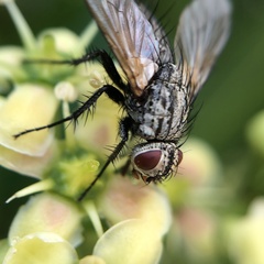 Zeuxia cinerea
