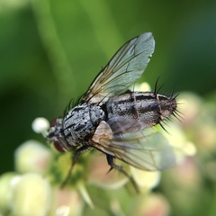 Zeuxia cinerea