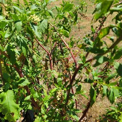 Phytolacca americana americana