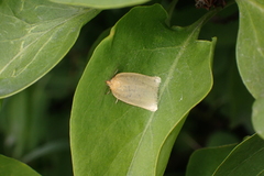 Zelotherses paleana