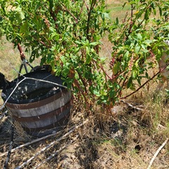 Phytolacca americana americana