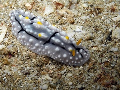 Phyllidia elegans