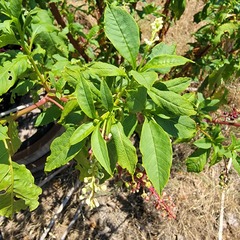 Phytolacca americana americana
