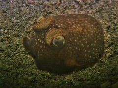 Sepiadarium austrinum