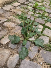 Plantago major