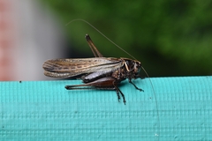 Eobiana engelhardti