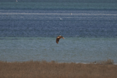 Circus aeruginosus