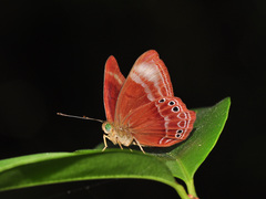 Abisara geza