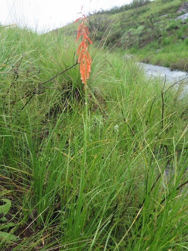 Image of Kniphofia angustifolia by (c) Suvarna Parbhoo Mohan, some rights reserved (CC BY-SA)